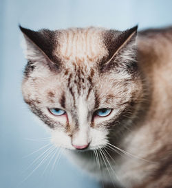 Close-up portrait of a cat