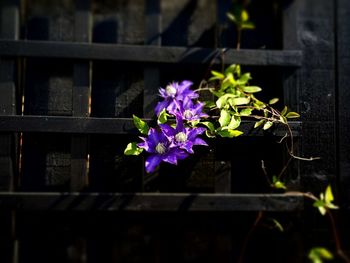 Close-up of purple flowers