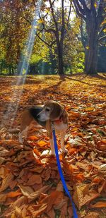 Horse in autumn