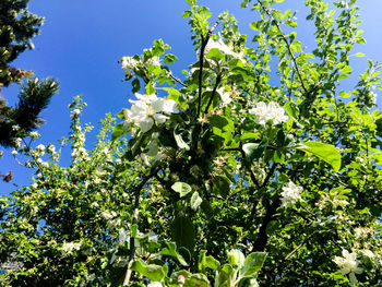 Low angle view of tree against blue sky