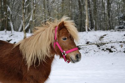 Close-up of horse on snow field