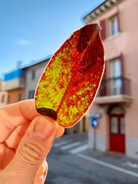 Close-up of person holding maple leaf