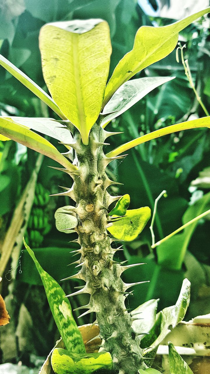 CLOSE-UP OF LIZARD ON PLANTS