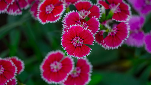 Close-up of red flowering plants