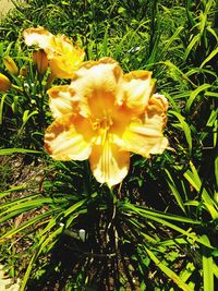 Close-up of yellow flower