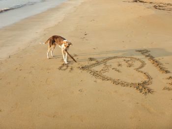 Dog standing on beach