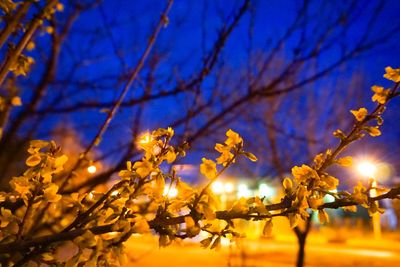 Low angle view of cherry blossom against sky at dusk