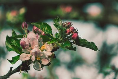 Close-up of flowering plant