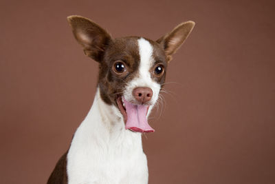 Close-up portrait of dog against brown background