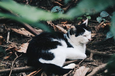 Cat on a field