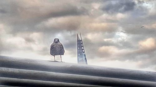 Bird perching on roof