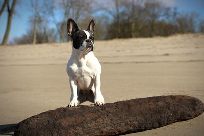 Dog on tree