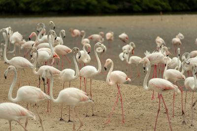 Flock of birds in lake