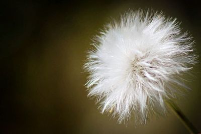 Close-up of dandelion flower