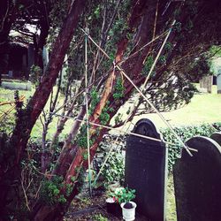 View of flowering trees in cemetery