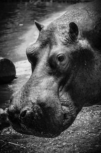 Close-up portrait of a hippo