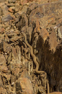 View of lizard on rock