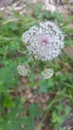 Flowers blooming on plant