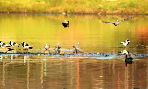 Bird flying over lake