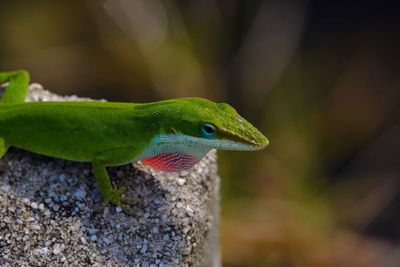 Close-up of green anole on rock