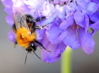 Close-up of bee on purple flower