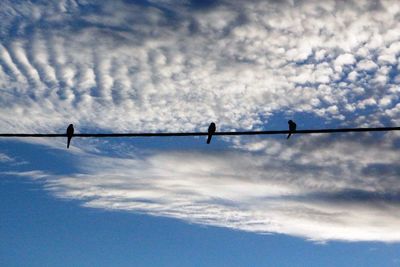 Low angle view of birds perching on power line against cloudy sky