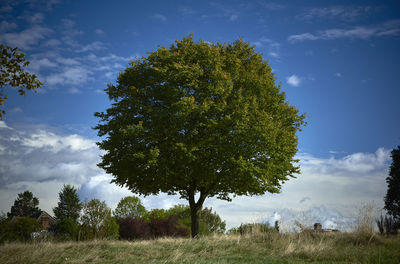 Trees on field against sky