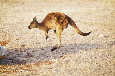 Side view of kangaroo jumping on land