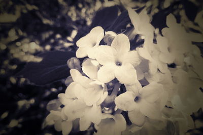 Close-up of white flowering plants