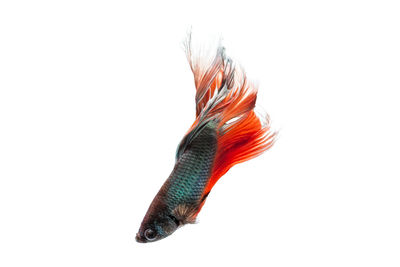 Close-up of siamese fighting fish swimming in tank against white background