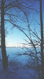 Bare tree by sea against clear sky