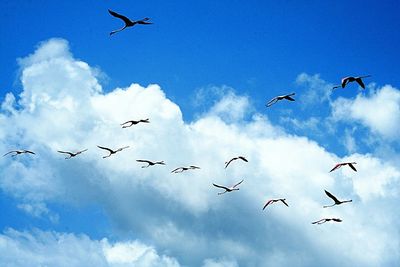 Low angle view of birds flying in sky