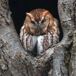 Close-up of owl on tree trunk