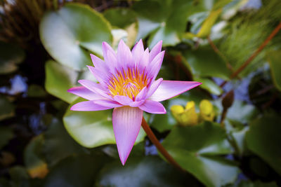 Close-up of pink water lily