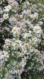 Close-up of white daisy flowers