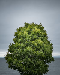 Tree by sea against sky