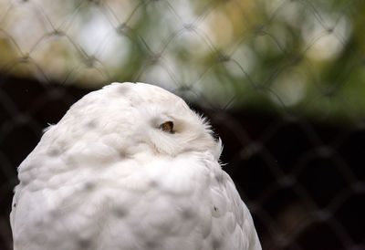 Close-up portrait of a bird