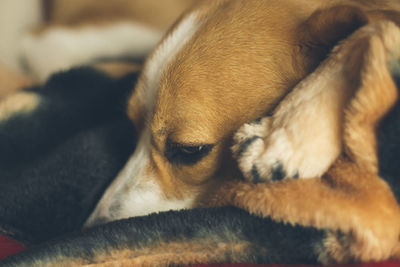 Close-up of a dog sleeping