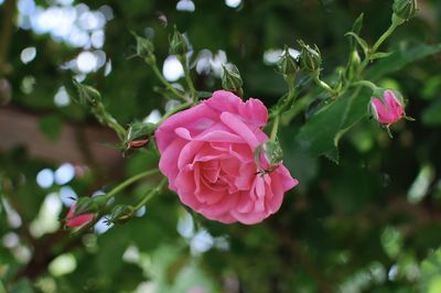 Close-up of pink rose