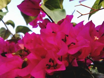 Close-up of insect on pink flowers