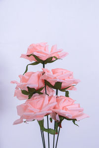 Close-up of pink flower against white background