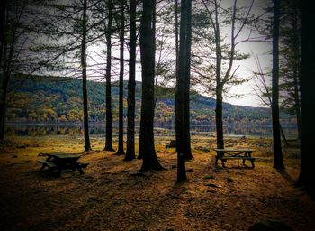 Trees in forest against sky