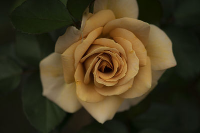 Close-up of rose