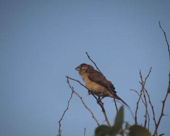 Low angle view of birds perching on tree