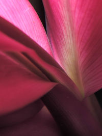 Full frame shot of red flower