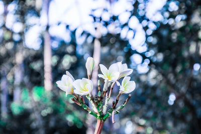 Close-up of white flowering plant