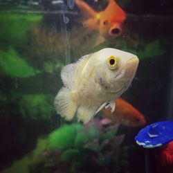 Close-up of fish swimming in water