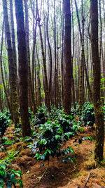 Trees in forest