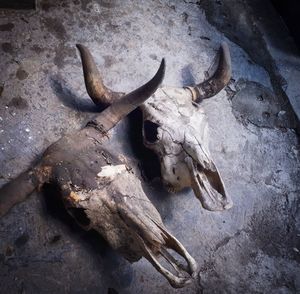 High angle view of animal skull