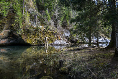 Scenic view of river flowing in forest